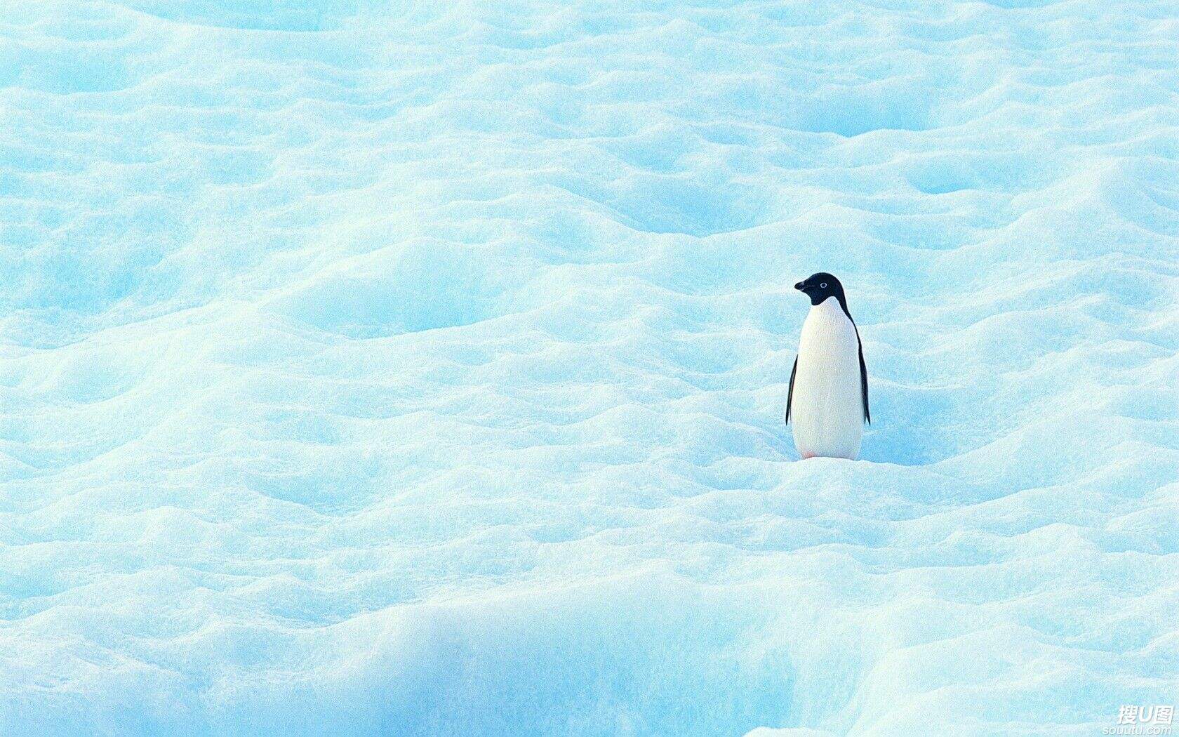 冰天雪地里的可爱小企鹅高清电脑壁纸图片套图8