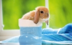 可爱萌宠小兔子壁纸-图片组图3