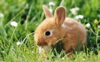 可爱萌宠小兔子壁纸-图片组图4