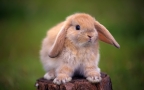 可爱萌宠小兔子壁纸-图片组图5
