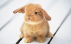 可爱萌宠小兔子壁纸-图片组图7