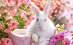 可爱萌宠小兔子壁纸-图片组图13