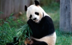 可爱大熊猫1600*1200像素电脑桌面壁纸图片(10p)组图4