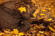 落叶，木头——意境图片