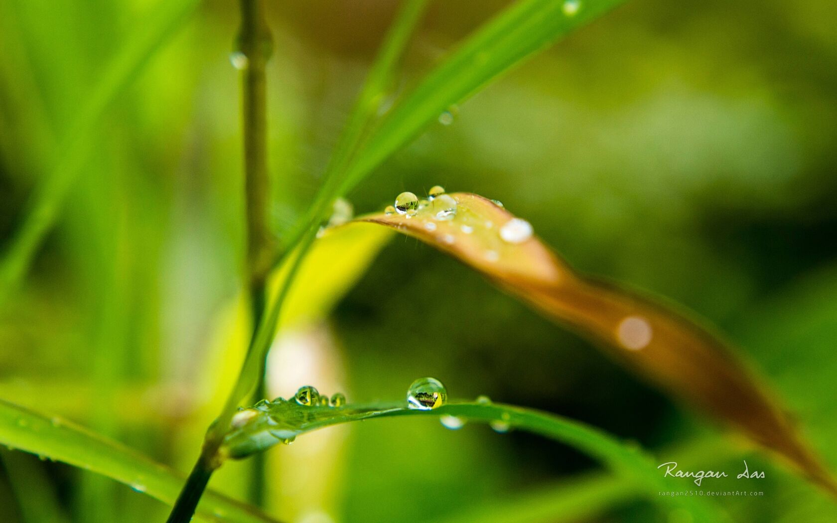 大雨过后~晶莹剔透的雨滴桌面壁纸套图2