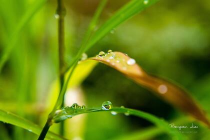 大雨过后~晶莹剔透的雨滴桌面壁纸