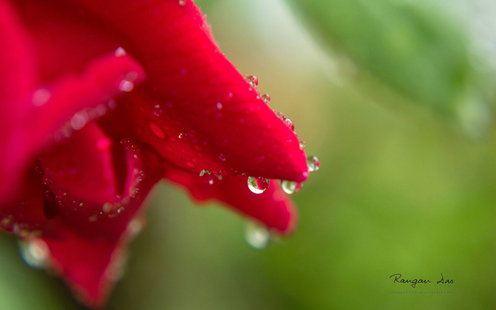 大雨过后~晶莹剔透的雨滴桌面壁纸套图3