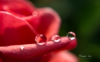 大雨过后~晶莹剔透的雨滴桌面壁纸组图8