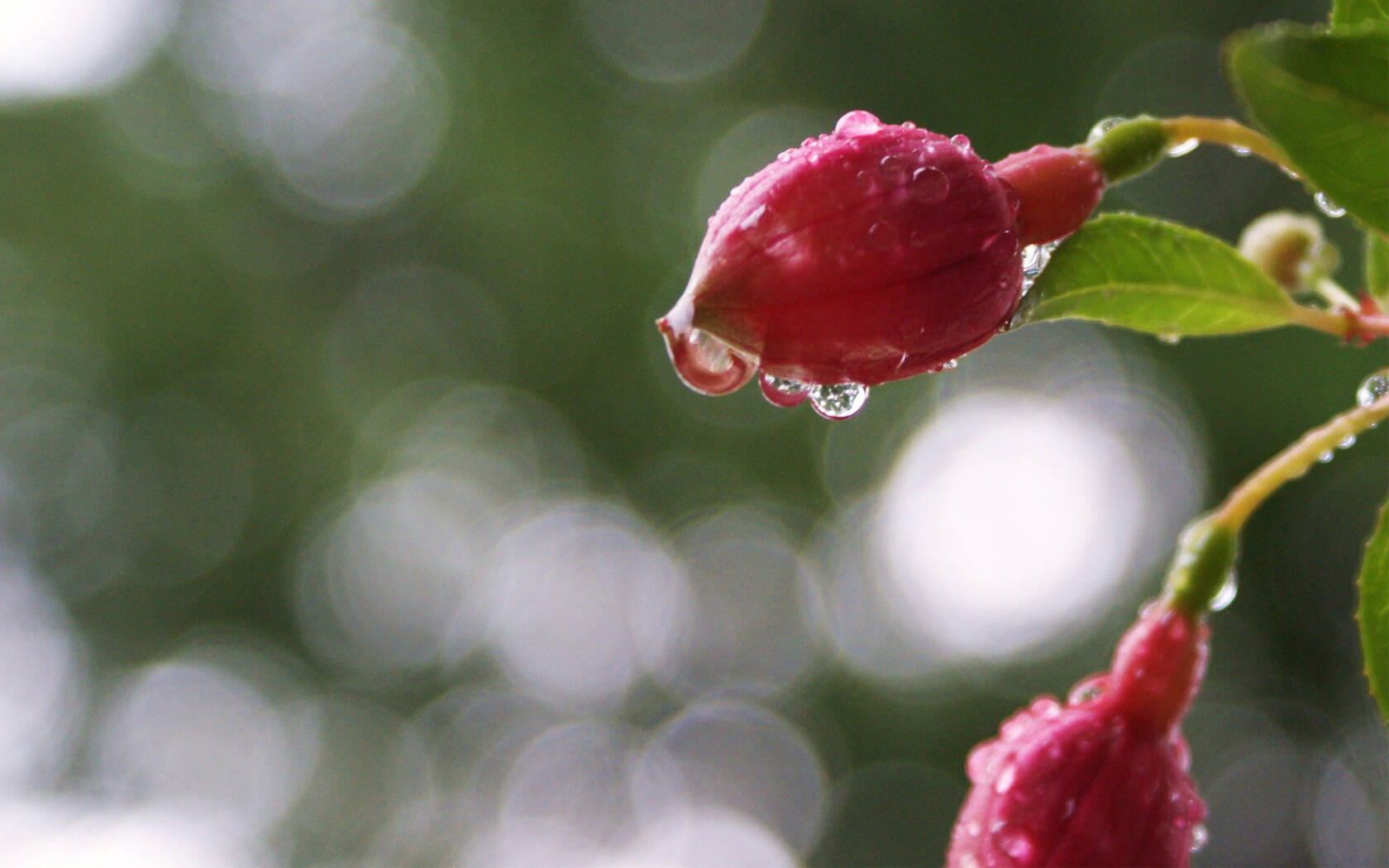 萌芽花蕾~春天1920x1200壁纸套图1