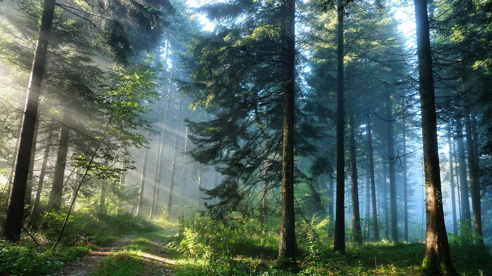 雾气弥漫的树林第7张图片