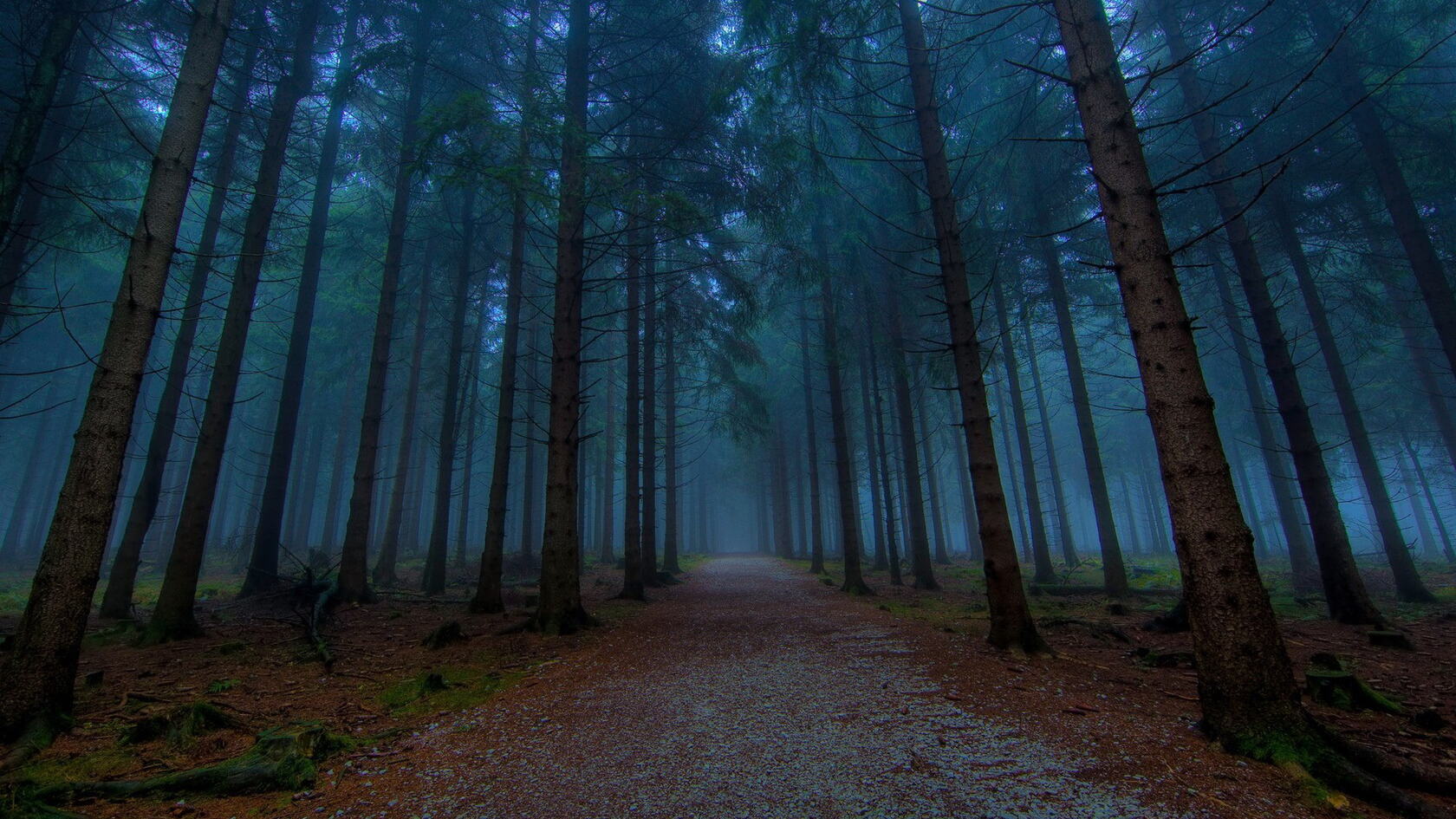 雾气弥漫的树林第9张图片