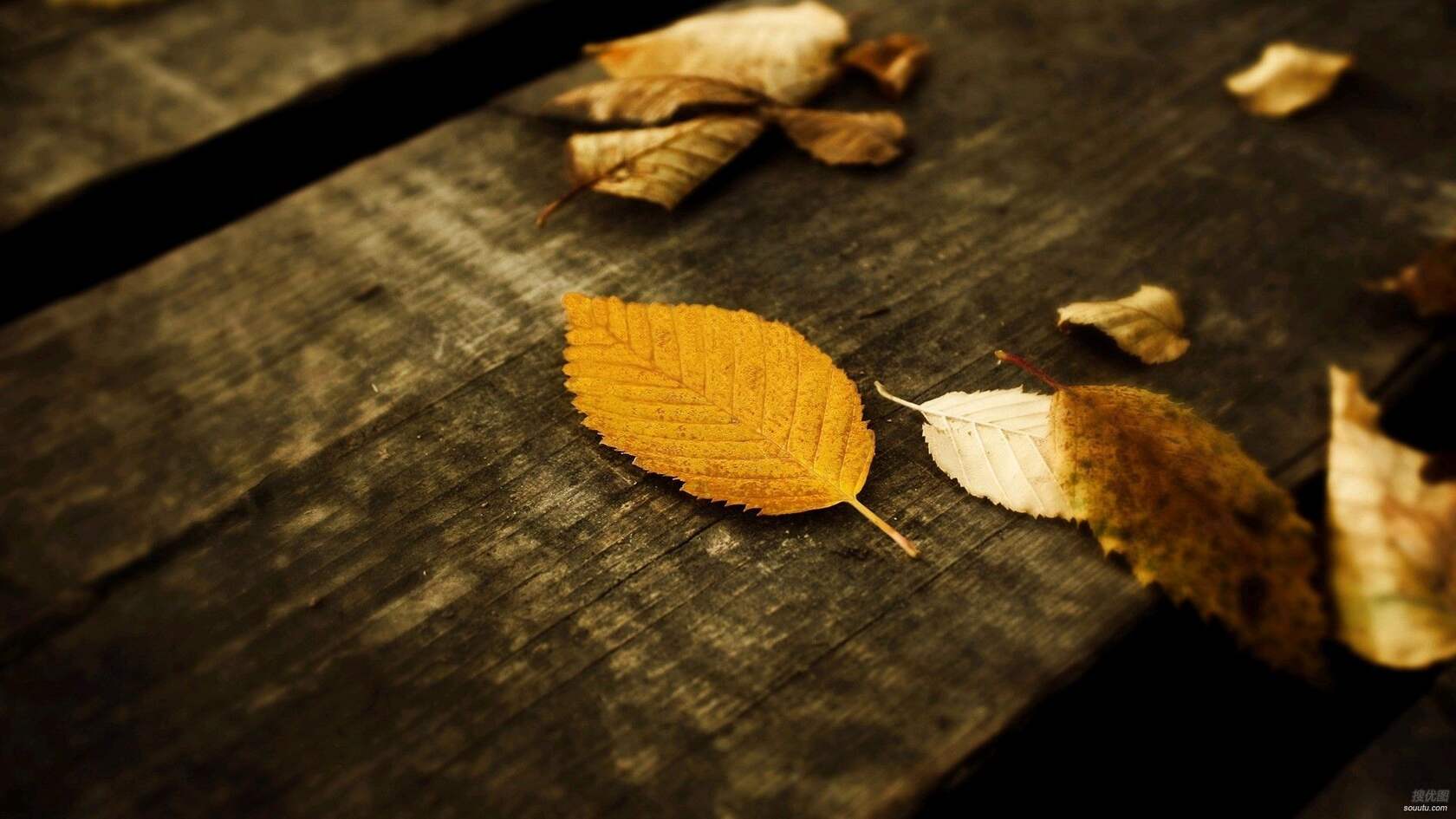 落叶，木头——意境图片第3张图片