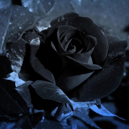 黑色玫瑰 你是恶魔，且为我所有
