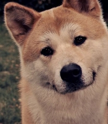 秋田犬图片，可爱秋田犬卖萌图片组图2