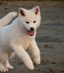 秋田犬图片，可爱秋田犬卖萌图片组图6