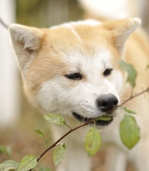 秋田犬图片，可爱秋田犬卖萌图片组图10