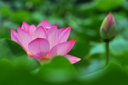 荷花电脑壁纸下载