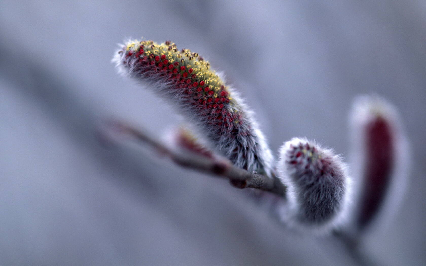 下雪了！白雪风景高清壁纸套图套图6