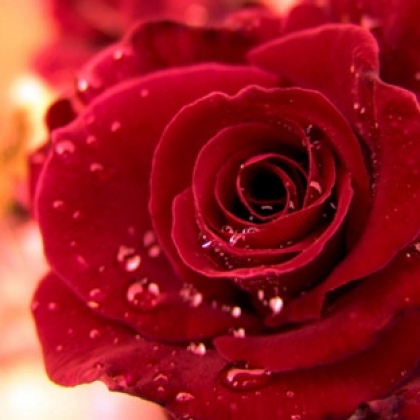 红色玫瑰图片-那个曾经喜欢玫瑰的你