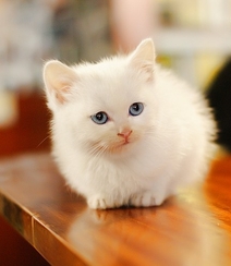 有只小猫-咖啡馆里的可爱小猫咪图片