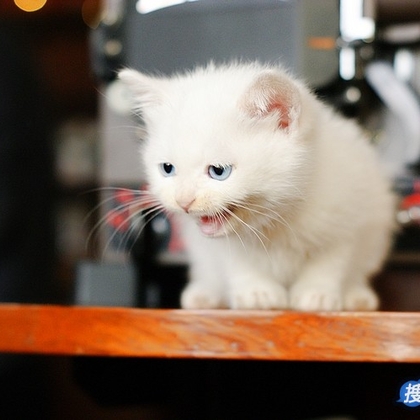 有只小猫-咖啡馆里的可爱小猫咪图片