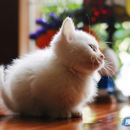 有只小猫-咖啡馆里的可爱小猫咪图片