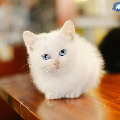 有只小猫-咖啡馆里的可爱小猫咪图片