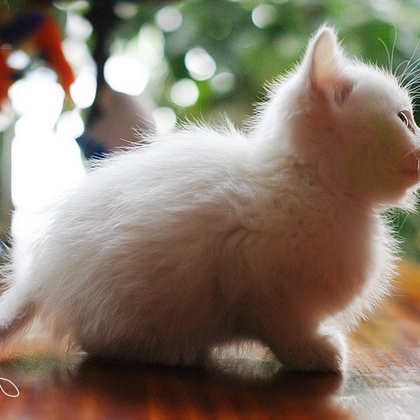 有只小猫-咖啡馆里的可爱小猫咪图片