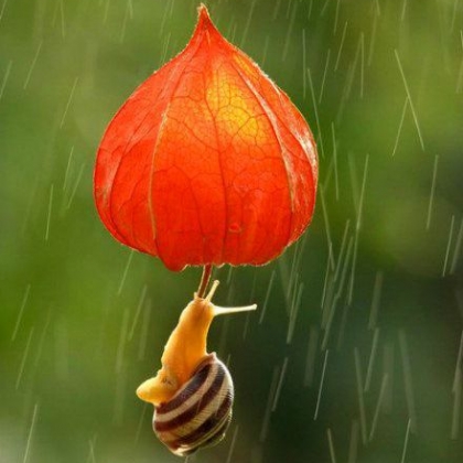雨中小蜗牛唯美图片-别轻言放弃