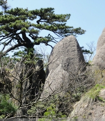 黄山最美唯青松，一组唯美青松图片分享组图1