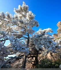 黄山最美唯青松，一组唯美青松图片分享组图2