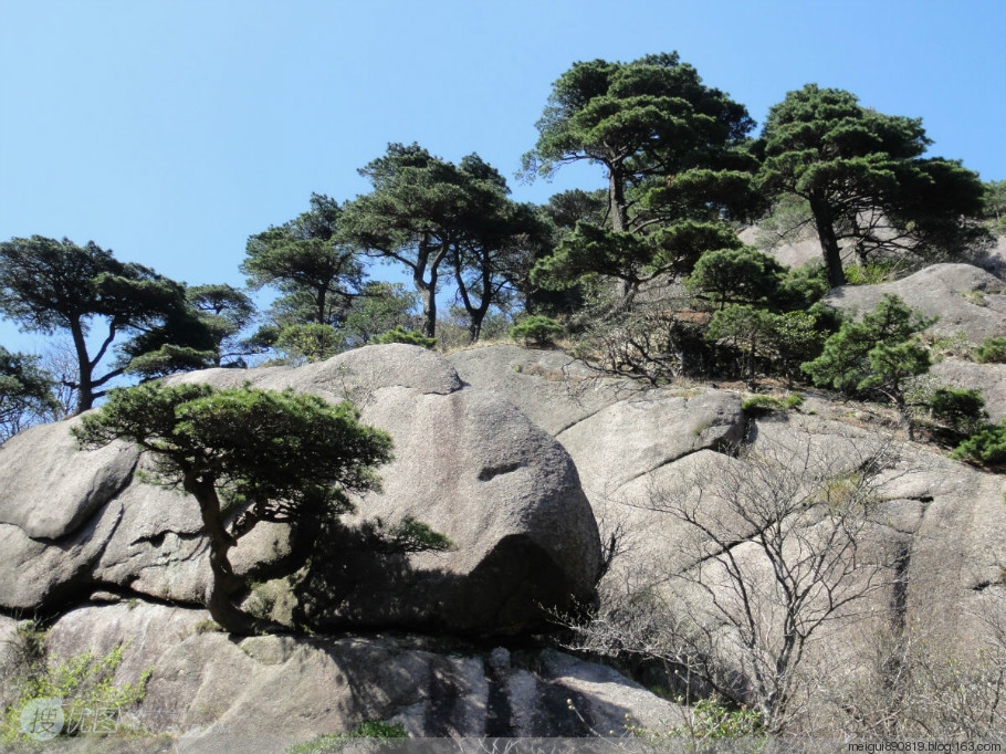 黄山最美唯青松，一组唯美青松图片分享图片