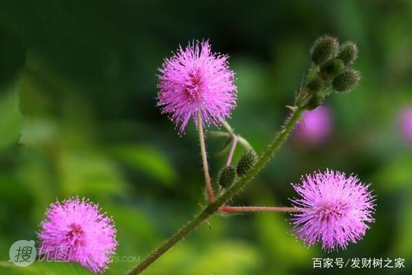 含羞草图片-有趣的植物含羞草好看图片图片