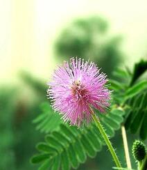 含羞草图片，含羞草植物花卉叶子唯美图片