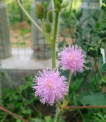 含羞草图片，含羞草植物花卉叶子唯美图片组图6