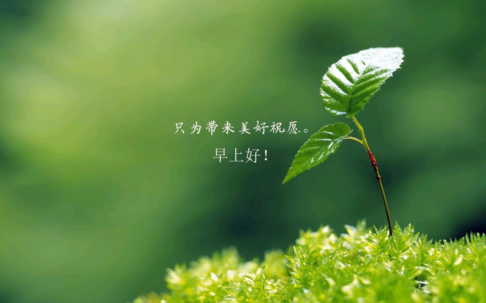 唯美清新的小花小草清晨早安文字壁纸图片套图4