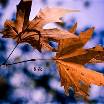 秋意盎然的落叶、枯枝、败叶、杂草堆等景色图片
