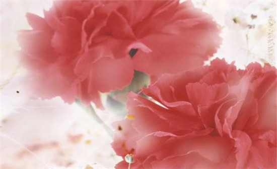 康乃馨图片，带有花语的清新康乃馨唯美图片图片