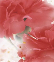 康乃馨图片，带有花语的清新康乃馨唯美图片组图1