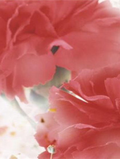 康乃馨图片，带有花语的清新康乃馨唯美图片