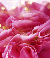 康乃馨图片，带有花语的清新康乃馨唯美图片组图5
