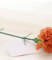康乃馨图片，带有花语的清新康乃馨唯美图片组图4
