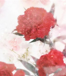 康乃馨图片，带有花语的清新康乃馨唯美图片组图8