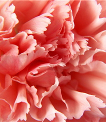 康乃馨图片，带有花语的清新康乃馨唯美图片组图6
