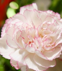 康乃馨花的图片，近距离下的清新康乃馨花好看图片组图1