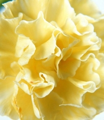 康乃馨花的图片，近距离下的清新康乃馨花好看图片组图3