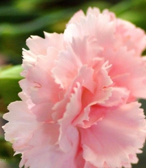 康乃馨花的图片，近距离下的清新康乃馨花好看图片组图4