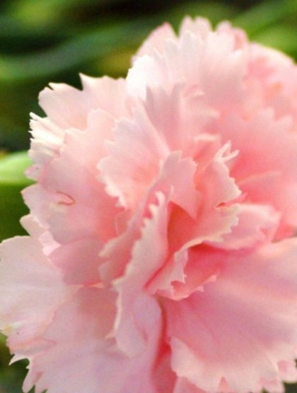 康乃馨花的图片，近距离下的清新康乃馨花好看图片