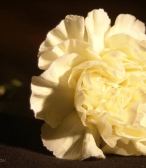 康乃馨花的图片，近距离下的清新康乃馨花好看图片组图7