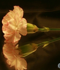 康乃馨花的图片，近距离下的清新康乃馨花好看图片组图8